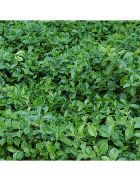 Vegetus Trzmielina Fortune'a  Euonymus fortunei