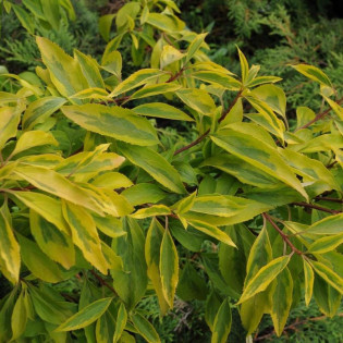 Forsycja pośrednia Spectabilis Variegated