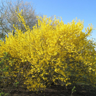 Forsycja pośrednia Spectabilis Variegated 2