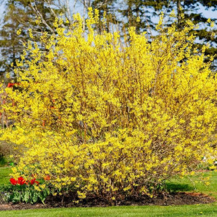 Forsythia Paulina Forsycja Paulina