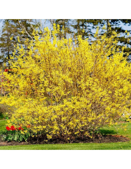 Forsythia Paulina Forsycja Paulina