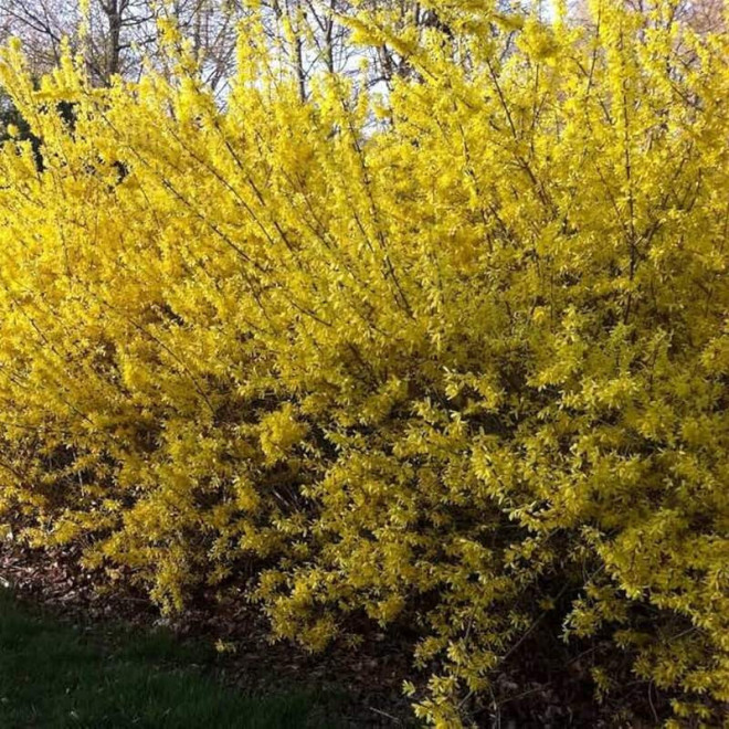 Paulina Forsythia Forsycja Paulina