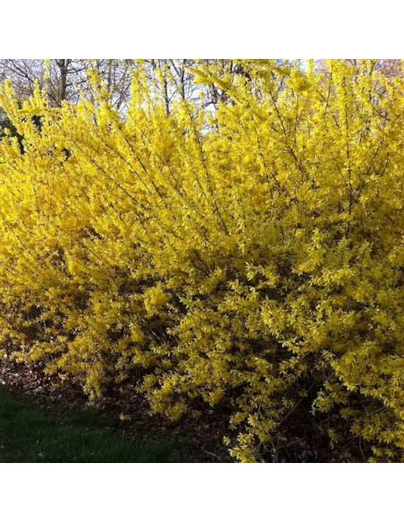 Paulina Forsythia Forsycja Paulina
