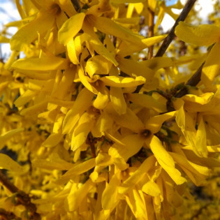 Forsycja Tharandt Forsythia Tharandt