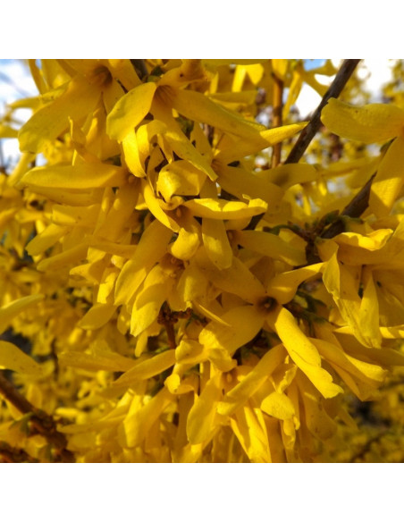 Forsycja Tharandt Forsythia Tharandt