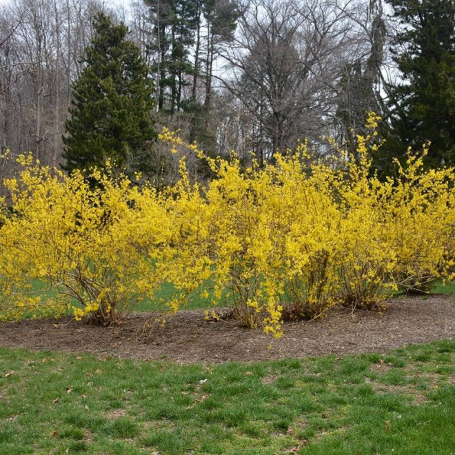 Forsythia Tharandt Forsycja Tharandt