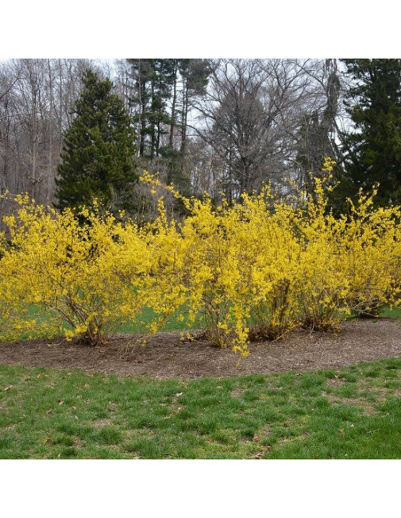 Forsythia Tharandt Forsycja Tharandt