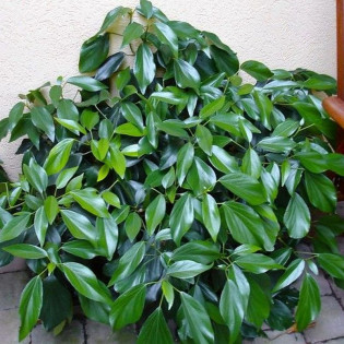 Fall Favourite Hedera colchica Bluszcz kolchidzki 2