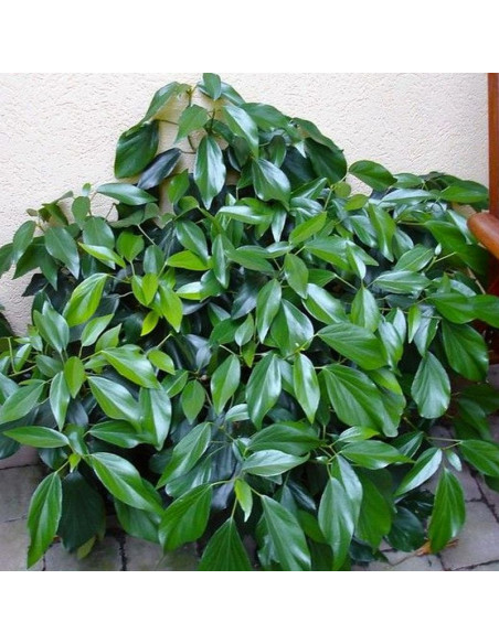 Hedera colchica Fall Favourite Bluszcz kolchidzki