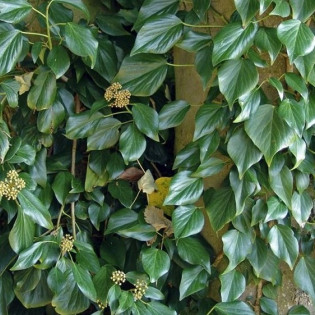 Fall Favourite Hedera colchica Bluszcz kolchidzki