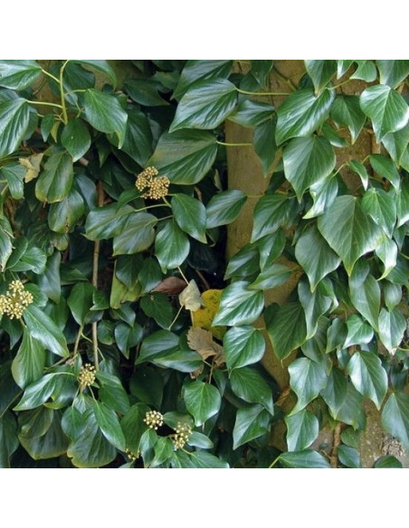 Fall Favourite Hedera colchica Bluszcz kolchidzki