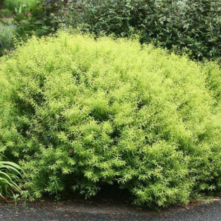 Tawuła Thunberga Ogon Spiraea thunbergii