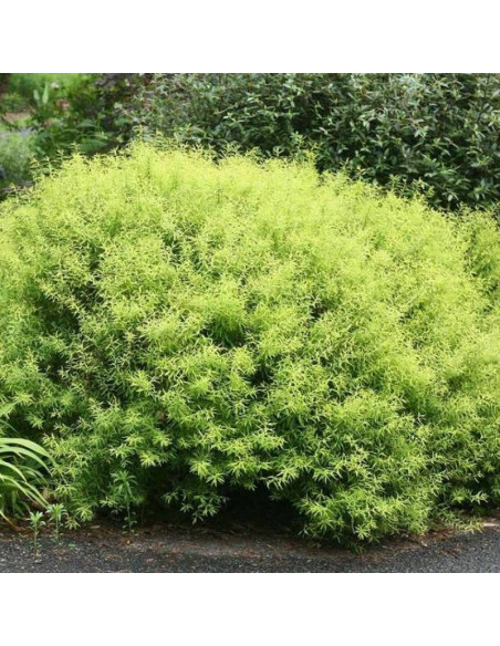 Tawuła Thunberga Ogon Spiraea thunbergii