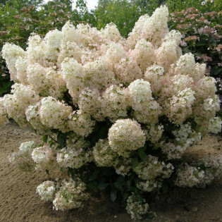 Hortensja bukietowa Bobo Hydrangea paniculata