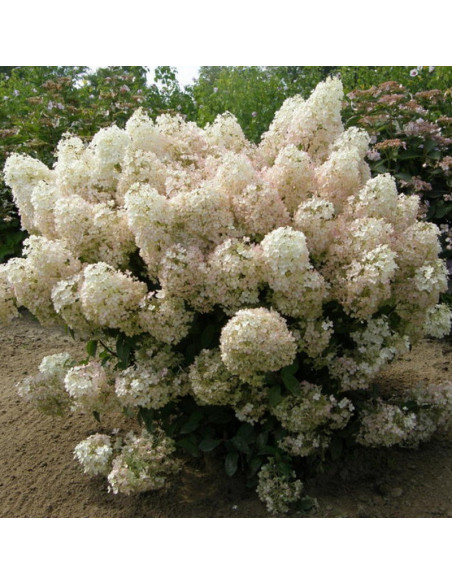 Hortensja bukietowa Bobo Hydrangea paniculata