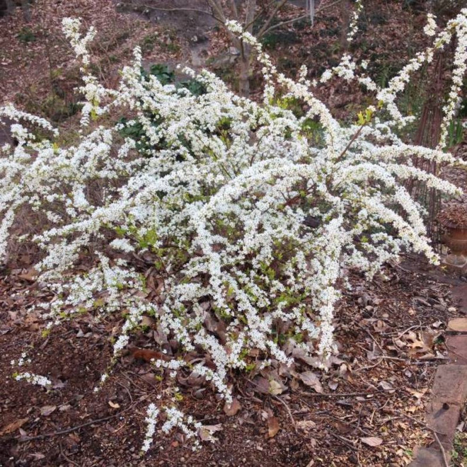 Ogon Spiraea thunbergii Tawuła Thunberga