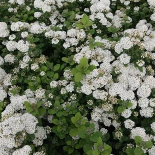 Tawuła brzozolistna Island Spiraea betulifolia