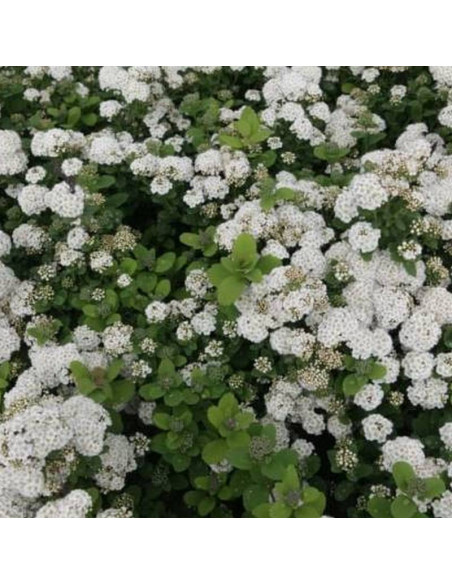 Tawuła brzozolistna Island Spiraea betulifolia