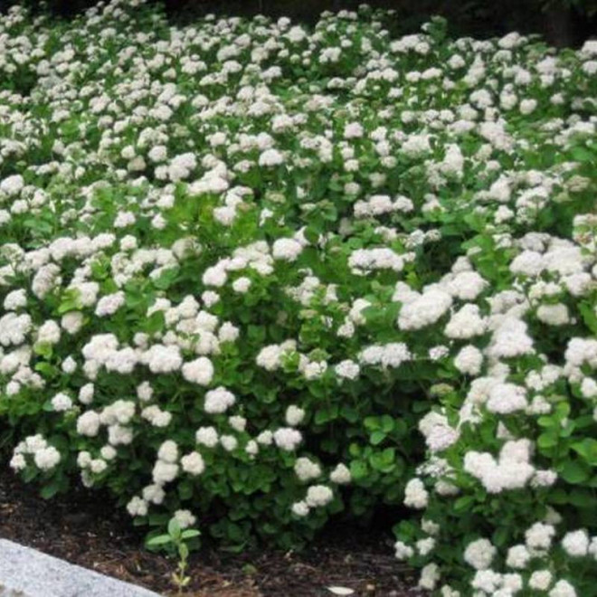 Island Spiraea betulifolia Tawuła brzozolistna
