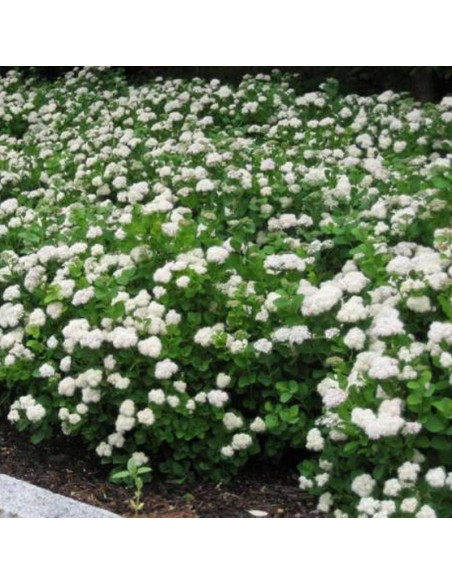Island Spiraea betulifolia Tawuła brzozolistna