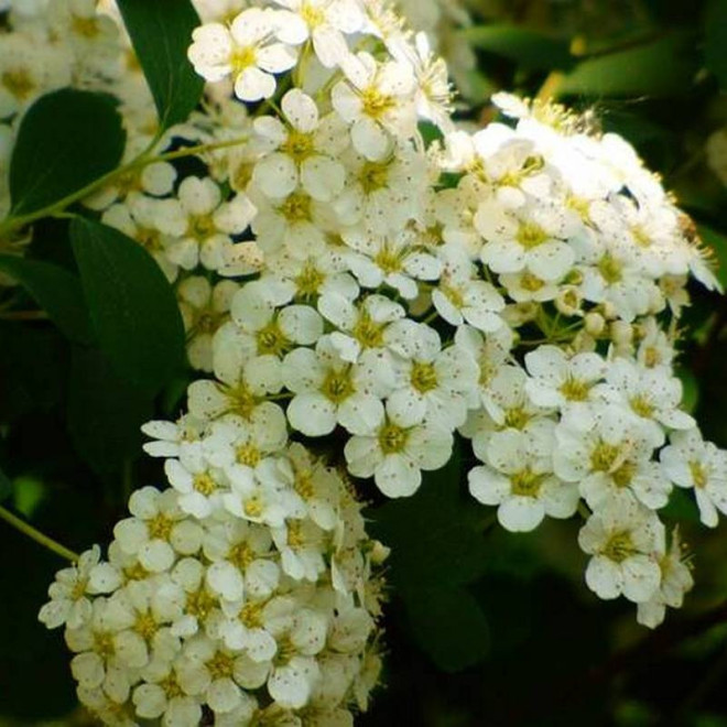 Tawuła van Houtte'a Spiraea vanhouttei