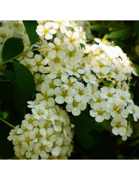 Tawuła van Houtte'a Spiraea vanhouttei