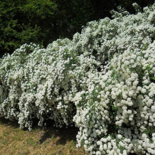 Tawuła van Houtte'a Spiraea vanhouttei 2