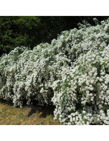 Spiraea vanhouttei Tawuła van Houtte'a