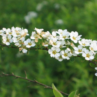 Tawuła wczesna Spiraea arguta 2