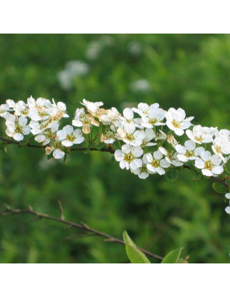 Spiraea arguta Tawuła wczesna