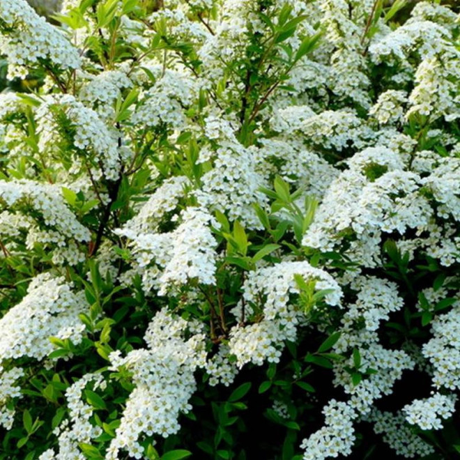 Tawuła wczesna Spiraea arguta