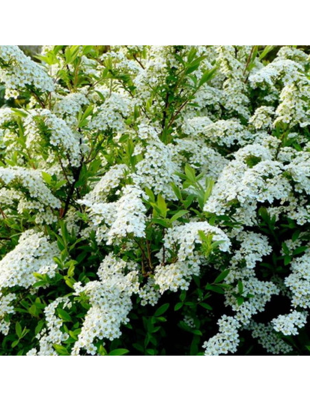 Tawuła wczesna Spiraea arguta