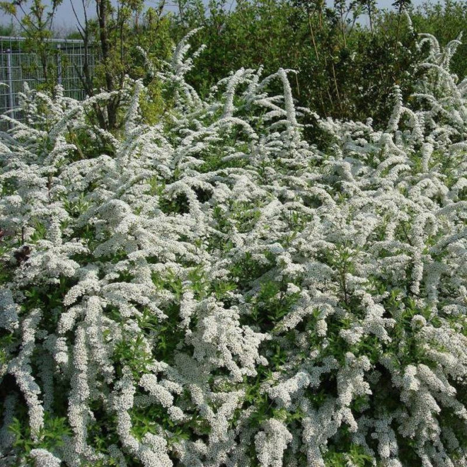 Tawuła wczesna Spiraea arguta