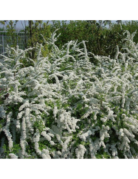 Tawuła wczesna Spiraea arguta