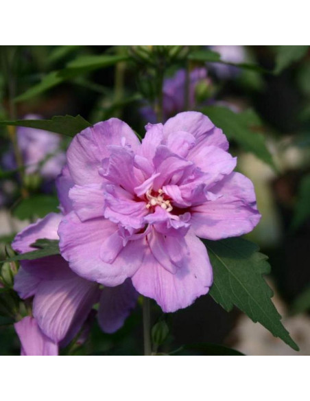 Hibiscus syriacus Ketmia syryjska Ardens