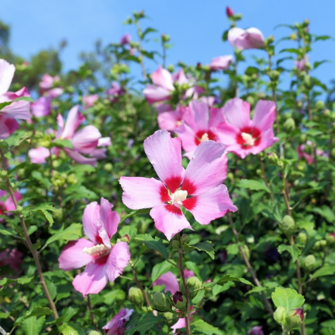 Ketmia syryjska Ardens Hibiscus syriacus