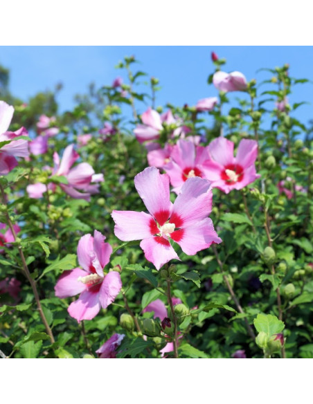 Ketmia syryjska Ardens Hibiscus syriacus