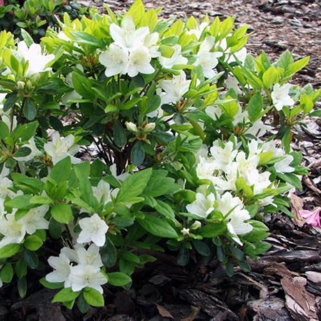 Azalia japońska Kermesina Alba Rhododendron obtusum