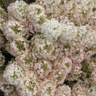 Hortensja bukietowa Bobo Hydrangea paniculata 2