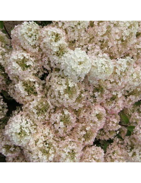 Bobo Hortensja bukietowa Hydrangea paniculata