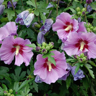 Hibiscus syriacus Ketmia syryjska Ardens 2