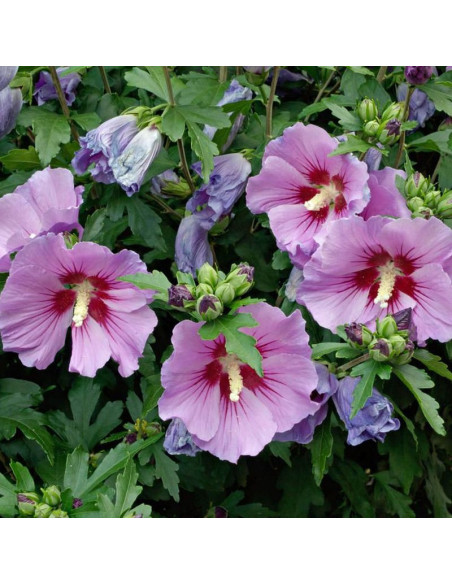 Ardens Hibiscus syriacus Ketmia syryjska