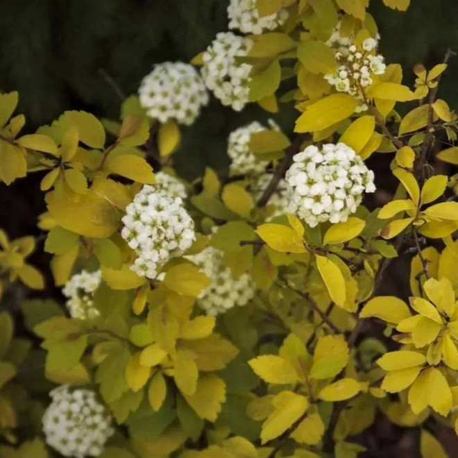 Tawuła van Houtte'a Gold Fountain Spiraea vanhouttei