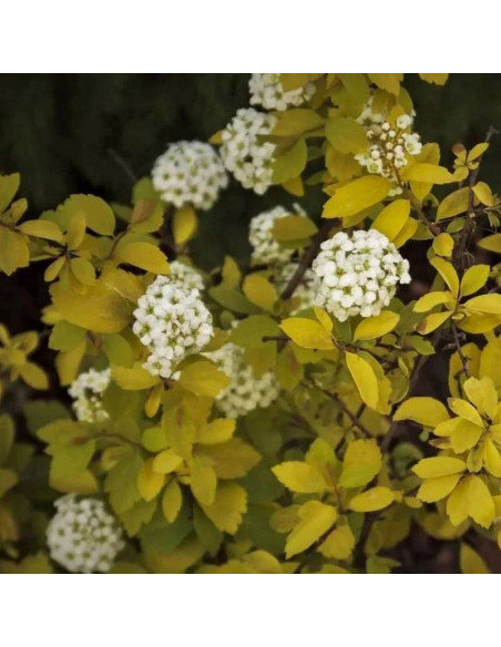 Tawuła van Houtte'a Gold Fountain Spiraea vanhouttei