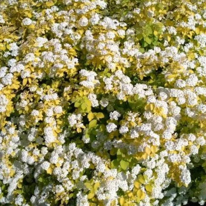 Gold Fountain Spiraea vanhouttei Tawuła van Houtte'a