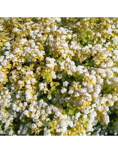 Gold Fountain Spiraea vanhouttei Tawuła van Houtte'a
