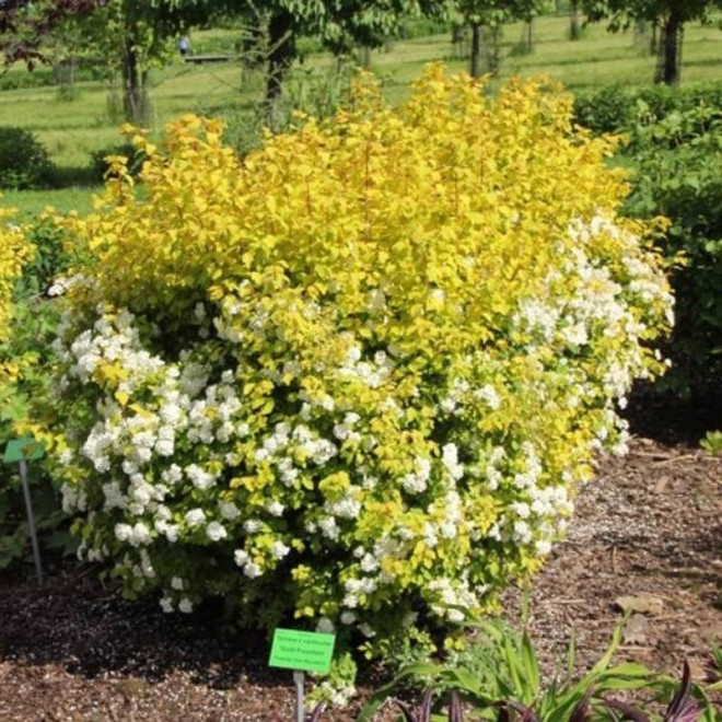 Tawuła van Houtte'a Spiraea vanhouttei Gold Fountain