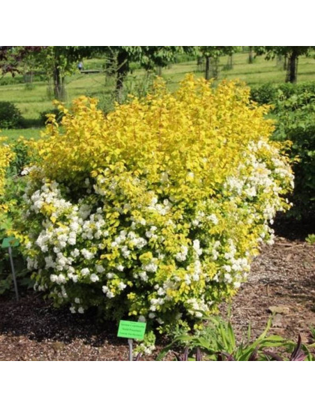 Tawuła van Houtte'a Spiraea vanhouttei Gold Fountain