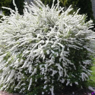 Grefsheim Spiraea cinerea Tawuła szara 2