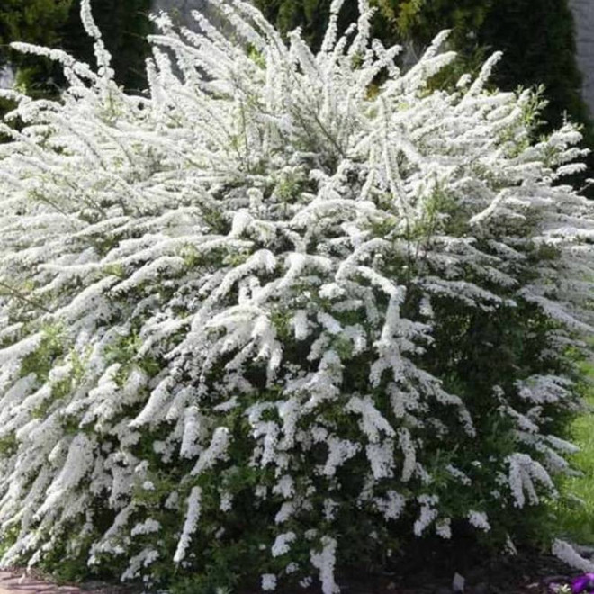 Tawuła szara Grefsheim Spiraea cinerea